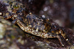 Pachygrapsus marmoratus