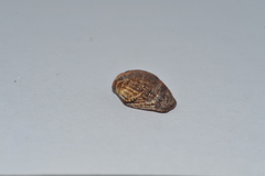 Barbatia domingensis