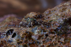 Pachygrapsus marmoratus