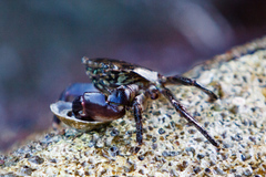 Pachygrapsus marmoratus