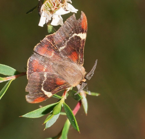 Nataxa flavescens (Walker, 1855)