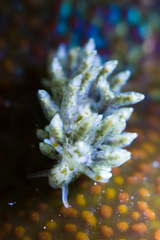 Eubranchus rustyus