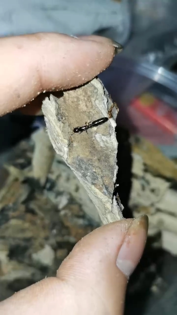 Liomyrmex gestroi