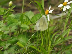 Pieris rapae crucivora