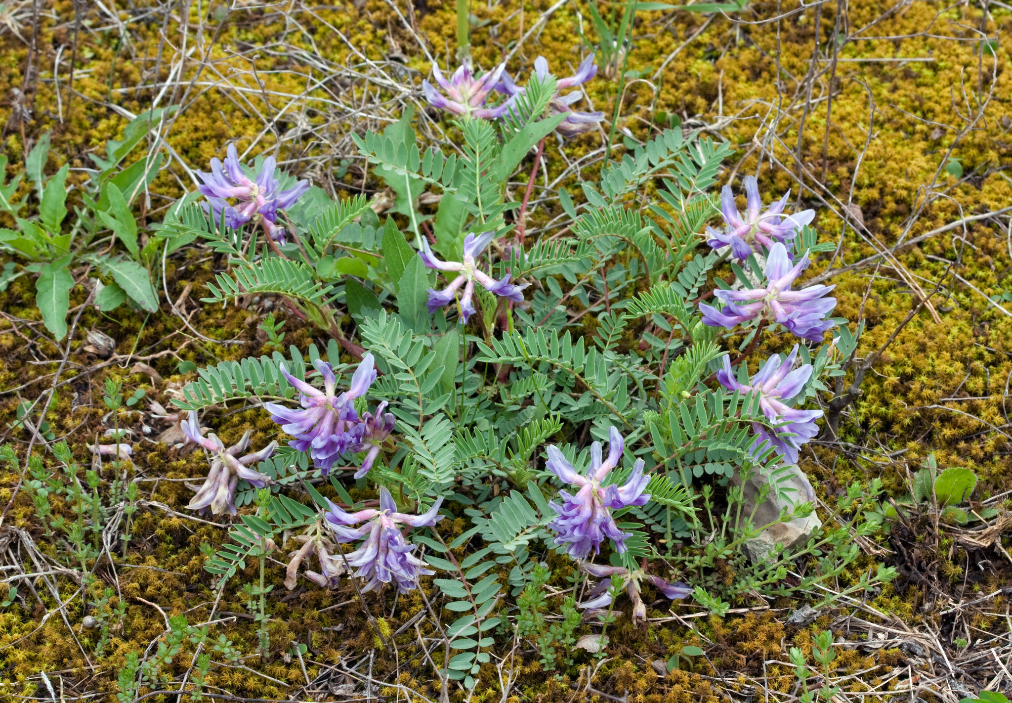 Astragalus bibullatus