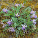 Astragalus bibullatus - Photo Ryan Kaldari, sin restricciones conocidas de derechos (dominio público)