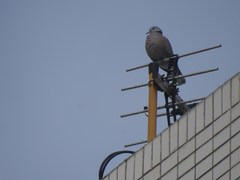 Streptopelia tranquebarica