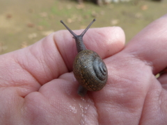 Helminthoglypta tudiculata