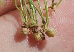 Pilularia americana