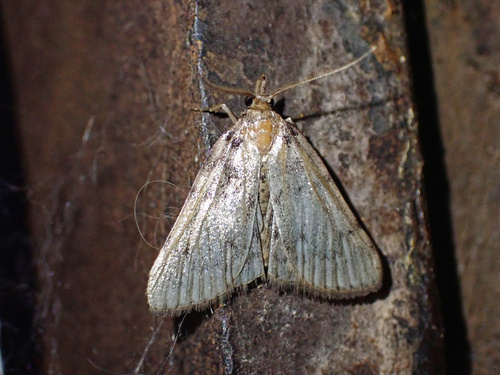 Aglossa pinguinalis