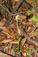 Pterostylis lustra