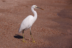 Egretta gularis