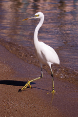 Egretta gularis