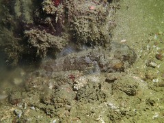 Batrachomoeus trispinosus