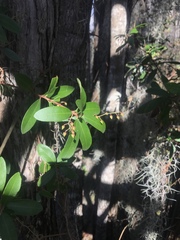 Pieris phillyreifolia