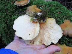 Sarcomyxa serotina image
