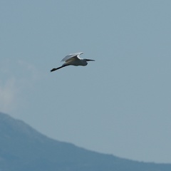 Egretta garzetta
