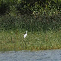 Egretta garzetta