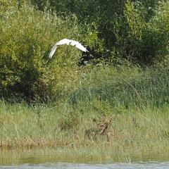 Egretta garzetta