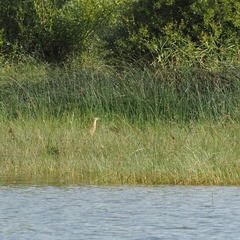 Ardeola ralloides