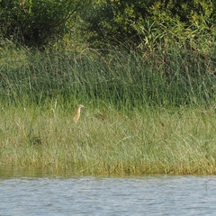 Ardeola ralloides