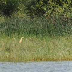 Ardeola ralloides