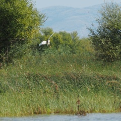 Ardeola ralloides