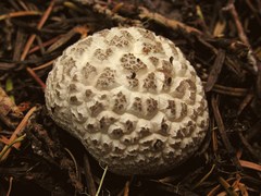 Lycoperdon subcretaceum