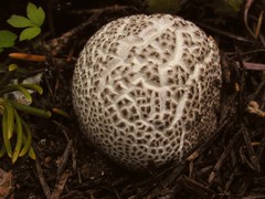 Lycoperdon subcretaceum