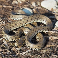 Natrix natrix