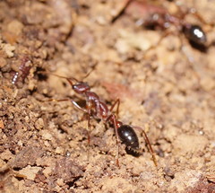 Myrmecia forficata