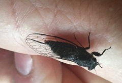 Atrapsalta encaustica