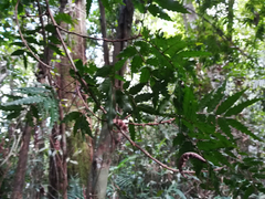 Sarcotoechia serrata