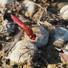 Crocothemis erythraea