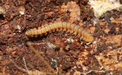 Asphalidesmus parvus