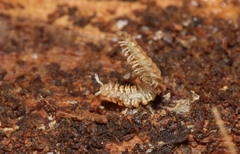 Asphalidesmus parvus