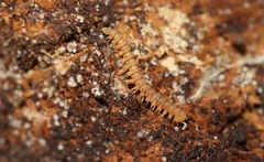 Asphalidesmus parvus