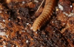 Asphalidesmus parvus