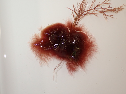 Red Puff Ball (Spermothamnion repens)