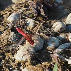 Crocothemis erythraea