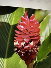 Alpinia purpurata image
