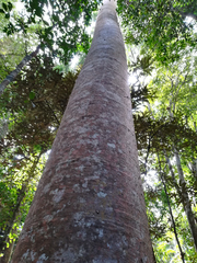Agathis robusta