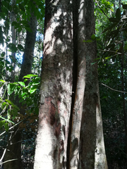 Canarium australasicum
