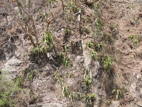 Image of Agave vilmoriniana by no rights reserved