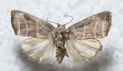 Bagisara rectifascia