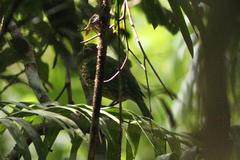 Ailuroedus maculosus