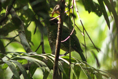 Ailuroedus maculosus