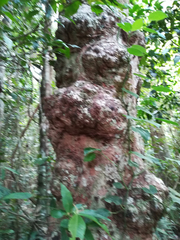 Syzygium cormiflorum