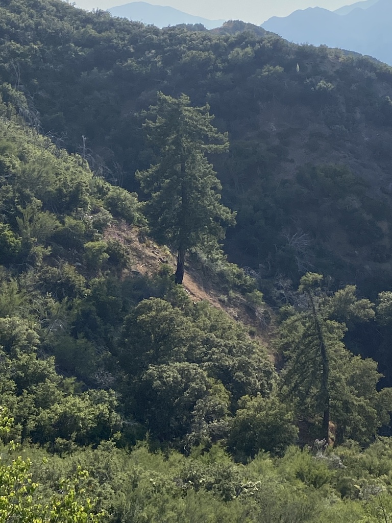 Bigcone Douglas-fir from Angeles National Forest, Castaic, CA, US on ...