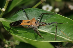 Zelus janus